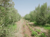 Vente Terrain Agricole Tlemcen Chetouane