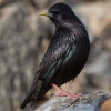 Black starling bird 