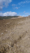 Vente Terrain Boumerdès Chabet el ameur