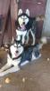 2 chiens coupleHusky sibérien Mal age 3ans femelle18mois