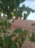 Vente Terrain Agricole Bechar Bechar