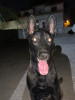 Chien malinois masque noir charbonner