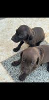 Chiots braques allemands pure races parents importer de france