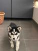 Husky 50 jours 