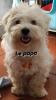 Caniche bichon 