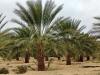 Vente Terrain Agricole Biskra Lioua