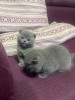 Scottish fold