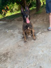 Malinois charbone rafda 