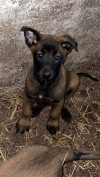 Chien malinois 