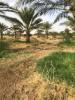 Vente Terrain Biskra El outaya