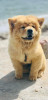 Chiot chow chow