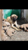 English mastiff 