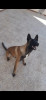 Chiot malinois 