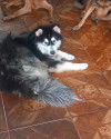 Husky Malamute 