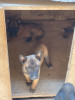 Des chiots malinois Pure Race andhom 27 jr 