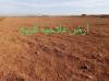 Vente Terrain Agricole Tlemcen Amieur