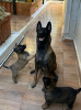 Chiot malinois pure race 