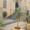 Vente Appartement F3 Alger El achour