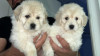 Caniche bichon Maltais naina pure race 