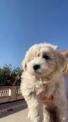 Caniche bichon Maltais naina pure race 