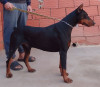 Chien doberman Pedigree 2an