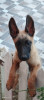 chiot Malinois