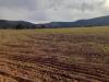 Vente Terrain Agricole Sidi bel abbes Tenira