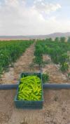 Vente Terrain Agricole Tébessa Hammamet