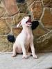 chiot Dog argentino 