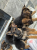 Chiots berger allemand pedegree 