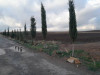 Vente Terrain Agricole Tiaret Tiaret