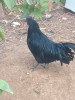 cock cemani