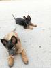 Chiots malinois 