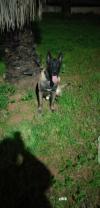 Malinois 0561255716