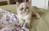 Chaton persan peke face exotique shorthair