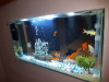 Conception d'aquarium, Equipements, Poissons et Entretien 