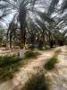 Vente Terrain Agricole Biskra Lichana