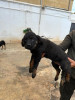 Rottweiler allemand De deux mois avec carnet de santé