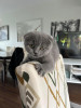 Chat Scottish fold 