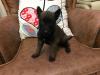 Chiot malinois