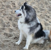 Chien Husky Malamute d'Alaska