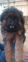 Chiot berger allemand 