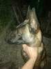 Malinois charbone 