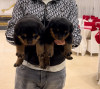 Rottweiler Serbie 