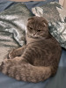 scottish fold