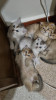 Chatons scottish fold et british, golden et silver