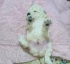 Caniche bichon