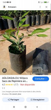 Vends sacs de plants fruitiers 