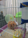 Hamster