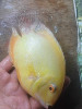 Severum